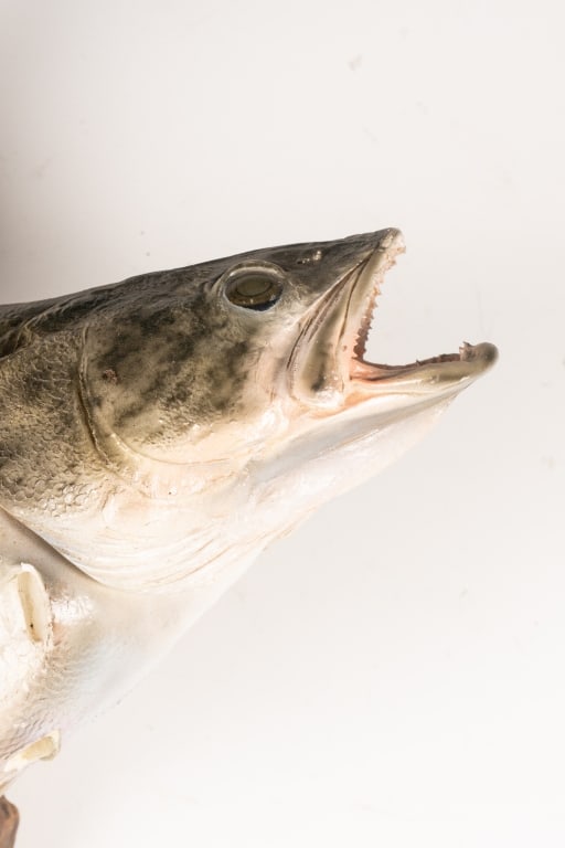 SMALLMOUTH BASS TAXIDERMY MOUNTED ON DRIFTWOOD - 2