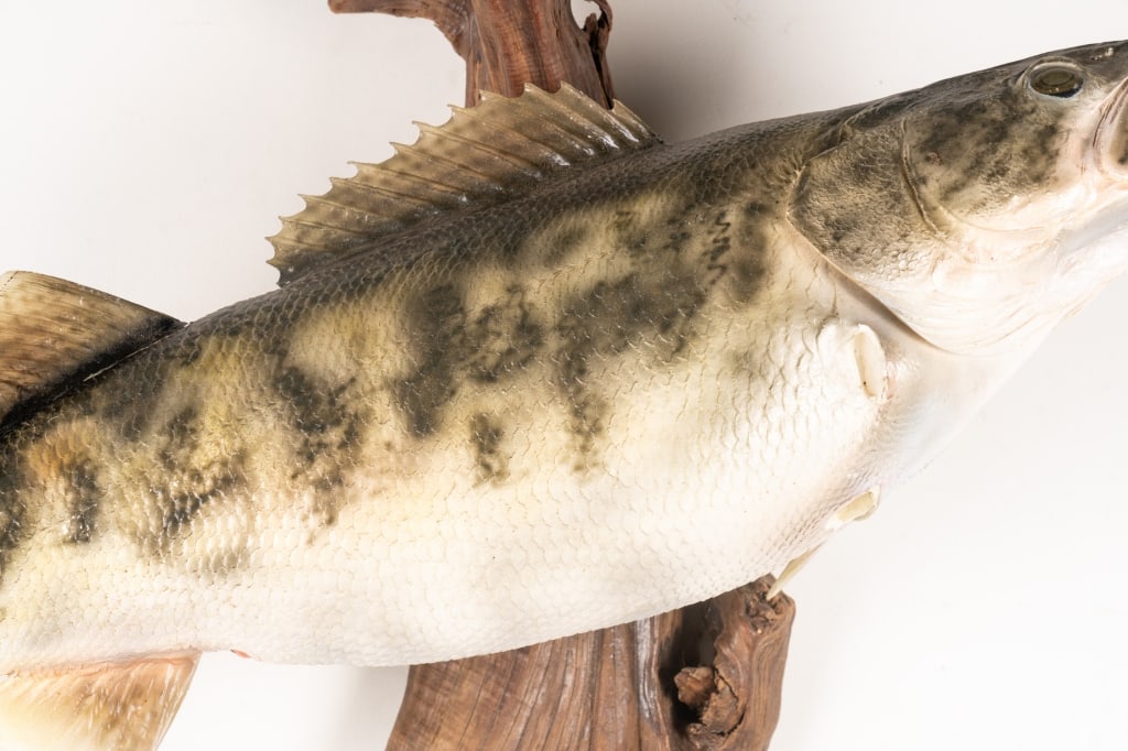 SMALLMOUTH BASS TAXIDERMY MOUNTED ON DRIFTWOOD - 3