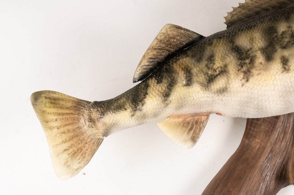 SMALLMOUTH BASS TAXIDERMY MOUNTED ON DRIFTWOOD - 4