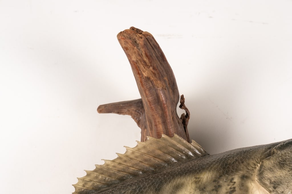 SMALLMOUTH BASS TAXIDERMY MOUNTED ON DRIFTWOOD - 5