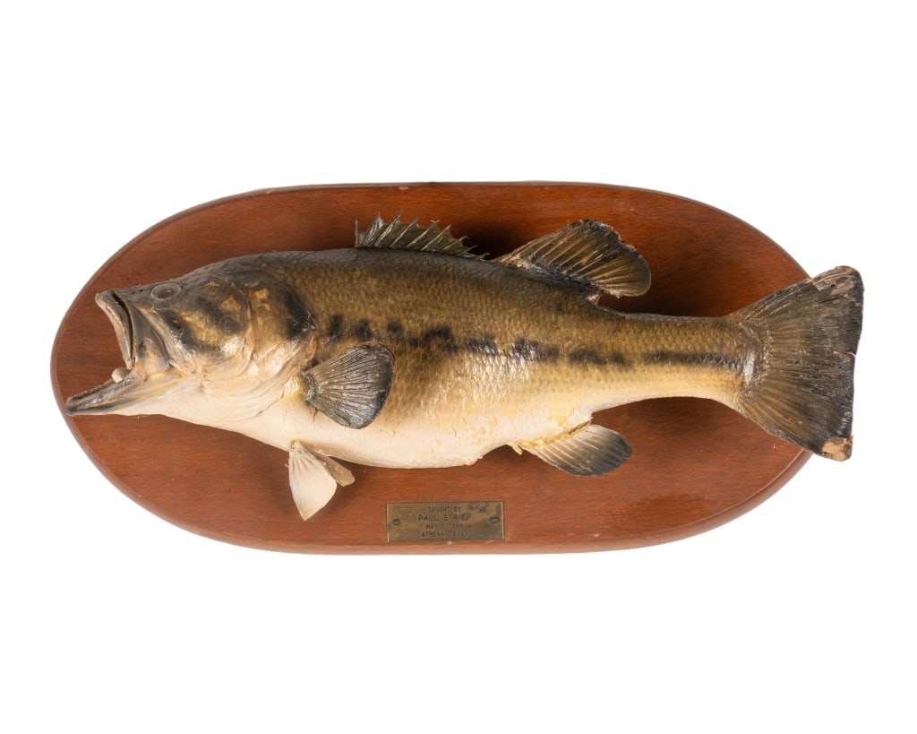 LARGEMOUTH BASS TAXIDERMY: Largemouth bass mounted on wooden backer Approximate dimensions: h. 10", w. 21", d. 4.5" Disclaimer: Participating bidders must have a credit card on file with LiveAuctioneers in order for their