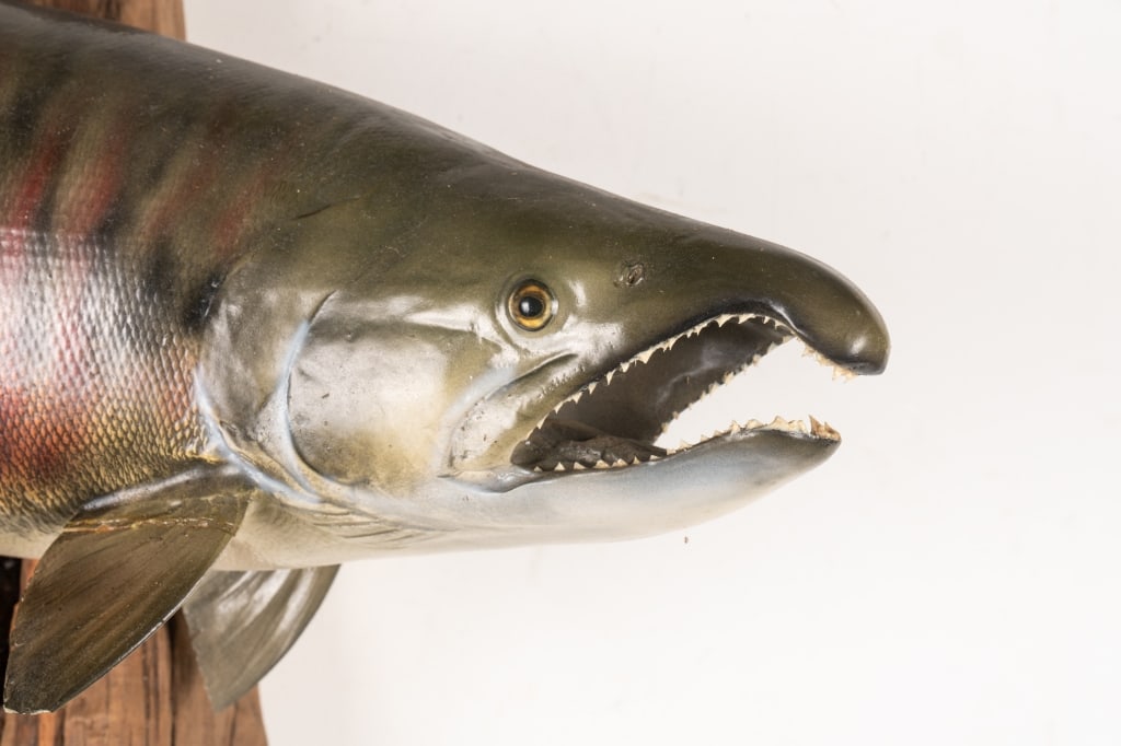SOCKEYE SALMON TAXIDERMY MOUNTED ON DRIFTWOOD - 2