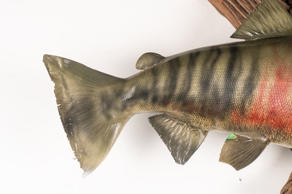 SOCKEYE SALMON TAXIDERMY MOUNTED ON DRIFTWOOD - 3