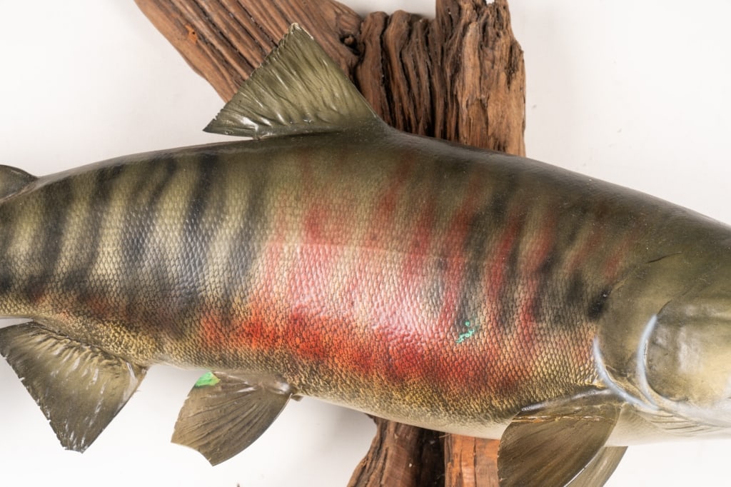 SOCKEYE SALMON TAXIDERMY MOUNTED ON DRIFTWOOD - 4