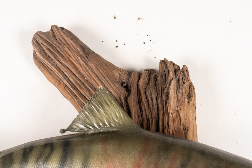 SOCKEYE SALMON TAXIDERMY MOUNTED ON DRIFTWOOD - 5