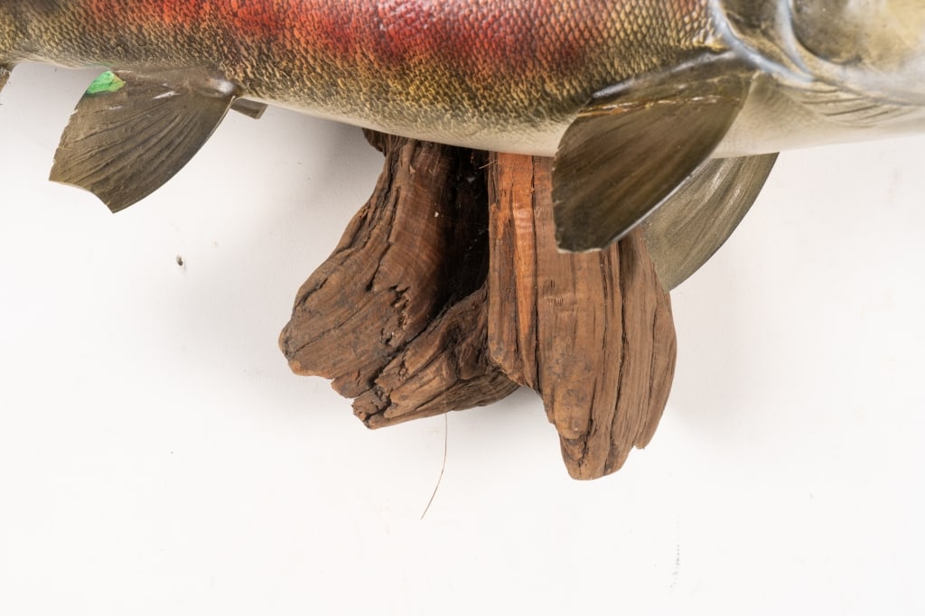 SOCKEYE SALMON TAXIDERMY MOUNTED ON DRIFTWOOD - 6