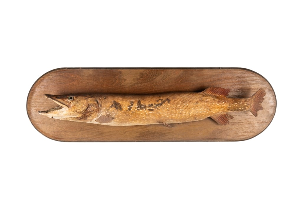 MOUNTED PIKE TAXIDERMY: Mounted pike taxidermy. Approximate dimensions: h. 15", w. 50", d. 7.5" Disclaimer: Participating bidders must have a credit card on file with LiveAuctioneers in order for their bidding registration