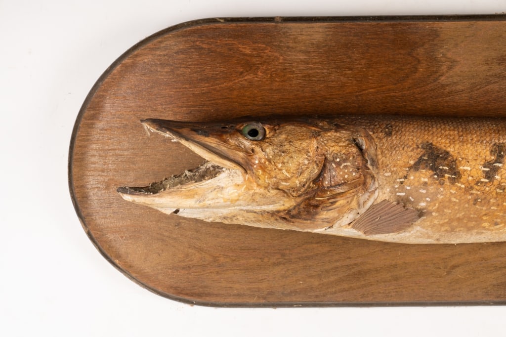 MOUNTED PIKE TAXIDERMY - 2
