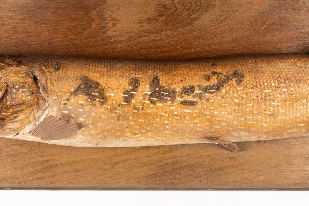 MOUNTED PIKE TAXIDERMY - 3