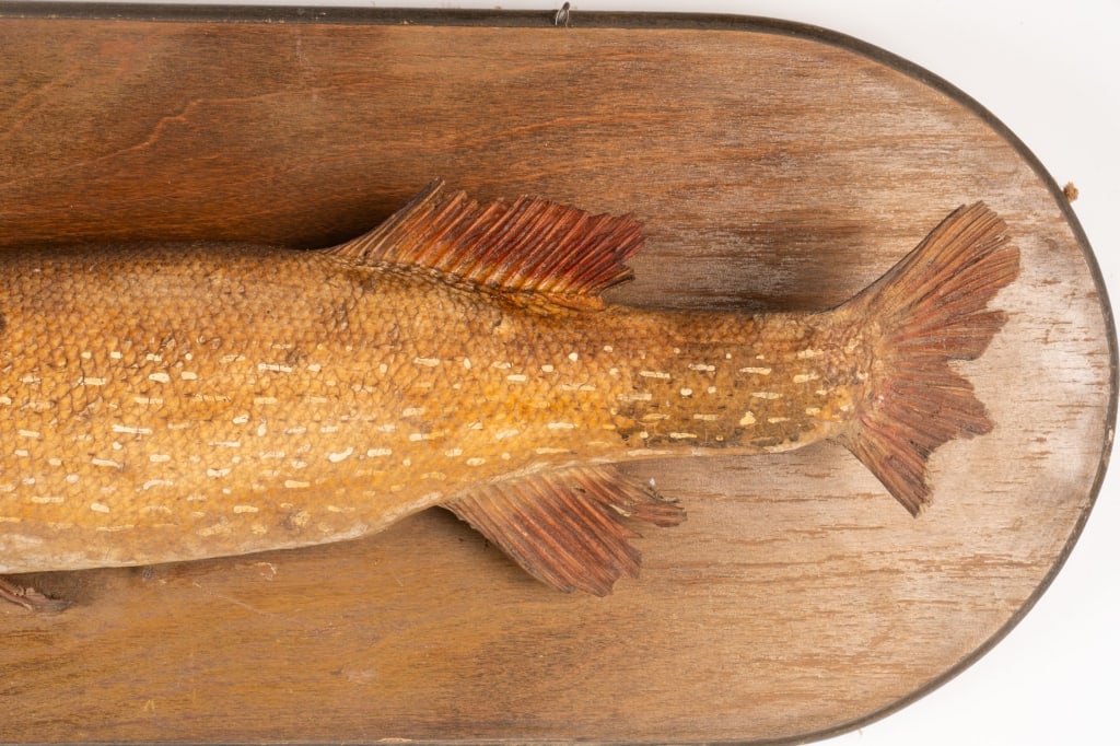 MOUNTED PIKE TAXIDERMY - 4