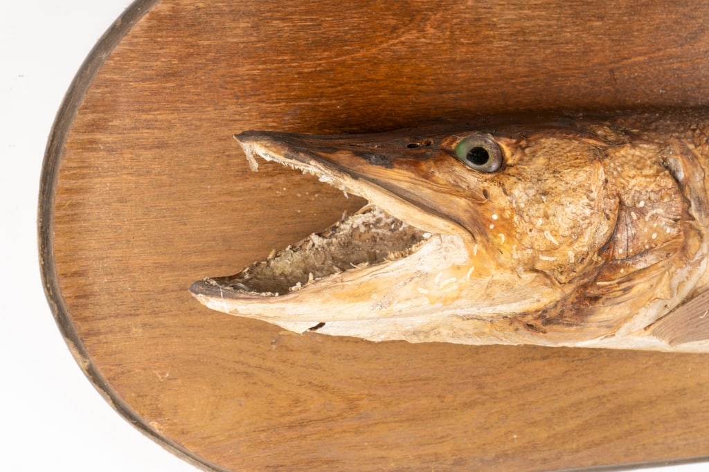 MOUNTED PIKE TAXIDERMY - 5