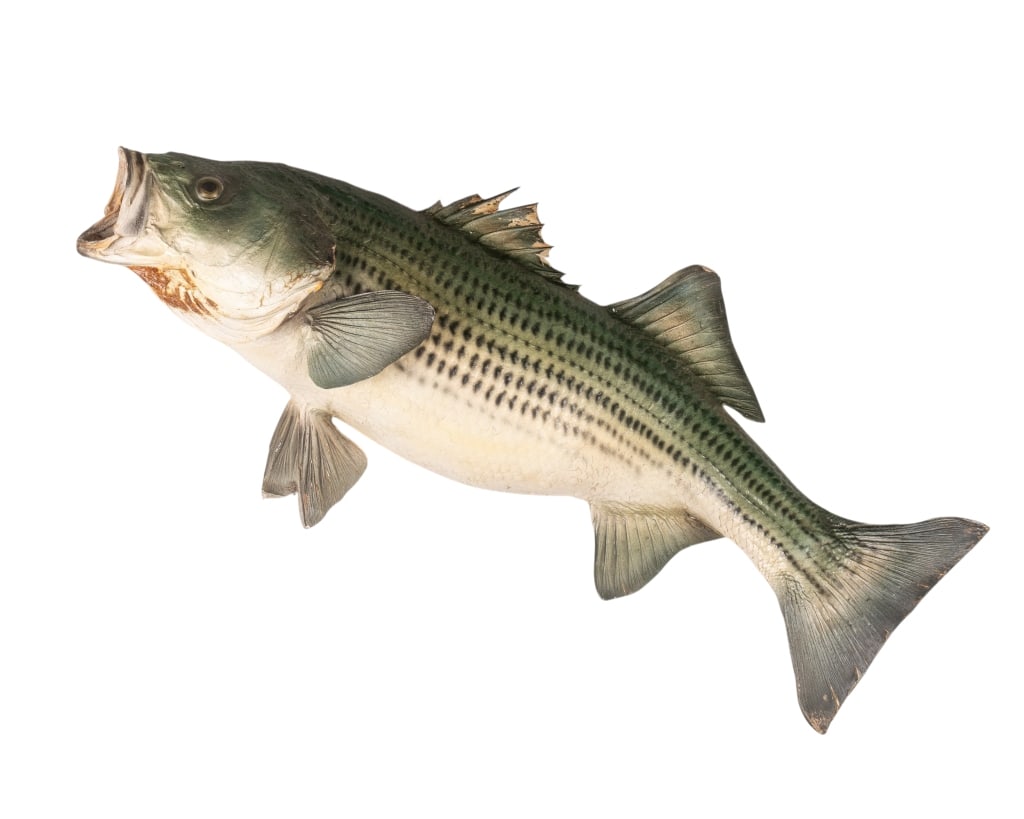STRIPED BASS TAXIDERMY: Striped bass taxidermy. Approximate dimensions: h. 22", w. 36", d. 11.25" Disclaimer: Participating bidders must have a credit card on file with LiveAuctioneers in order for their bidding
