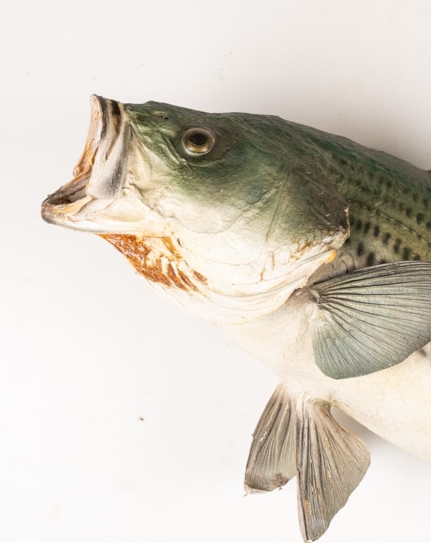 STRIPED BASS TAXIDERMY - 2