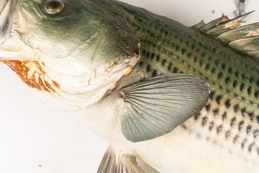 STRIPED BASS TAXIDERMY - 3