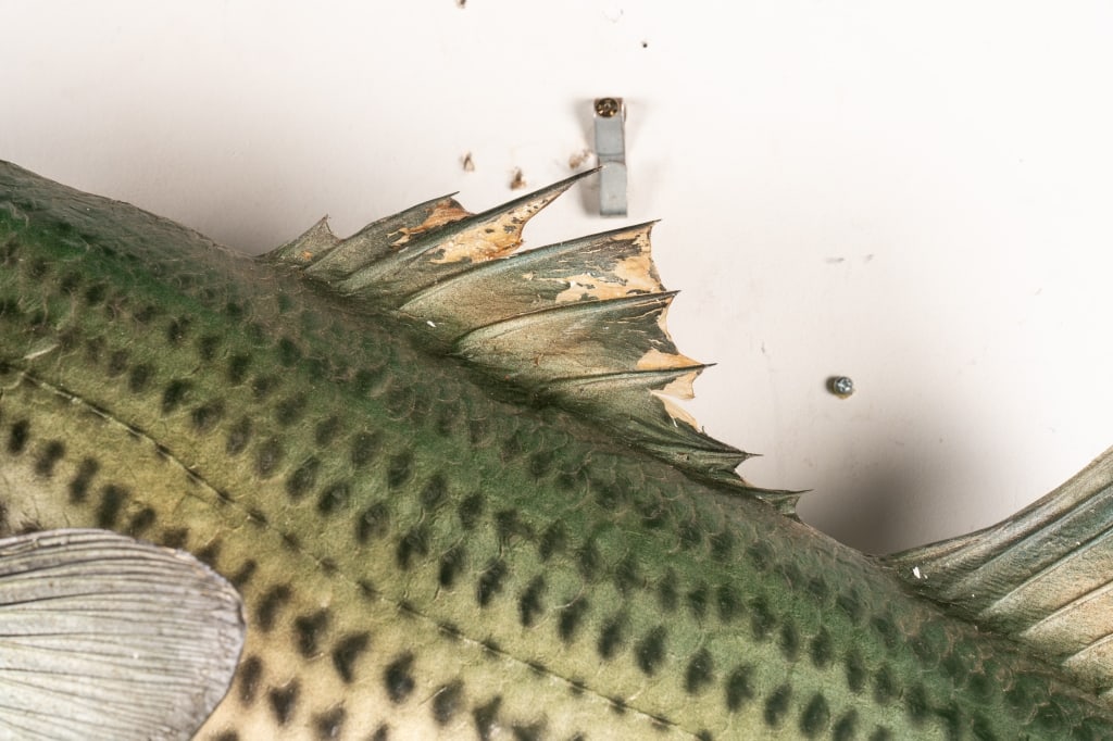 STRIPED BASS TAXIDERMY - 4