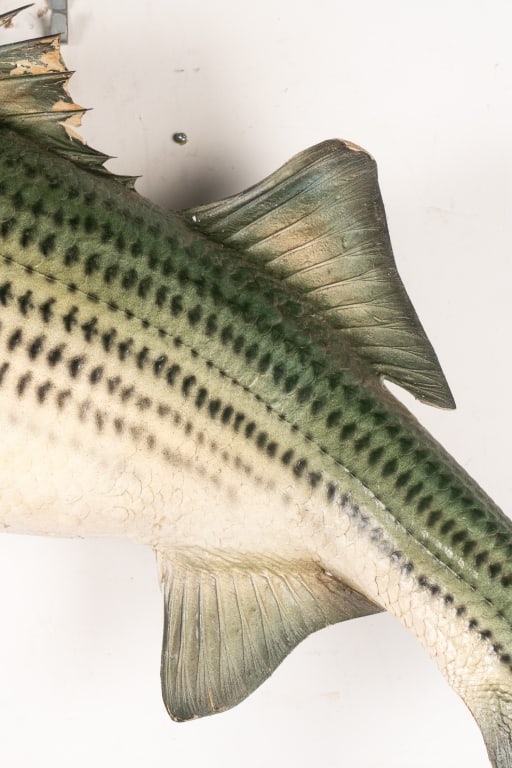 STRIPED BASS TAXIDERMY - 5