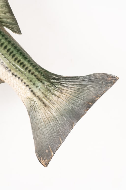 STRIPED BASS TAXIDERMY - 6