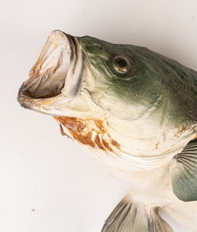 STRIPED BASS TAXIDERMY - 7