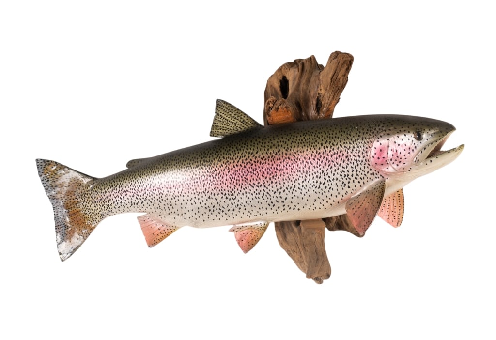 TEXAS RAINBOW TROUT TAXIDERMY: Texas rainbow trout taxidermy. Approximate dimensions: h. 16", w. 29", d. 9" Disclaimer: Participating bidders must have a credit card on file with LiveAuctioneers in order for their bidding
