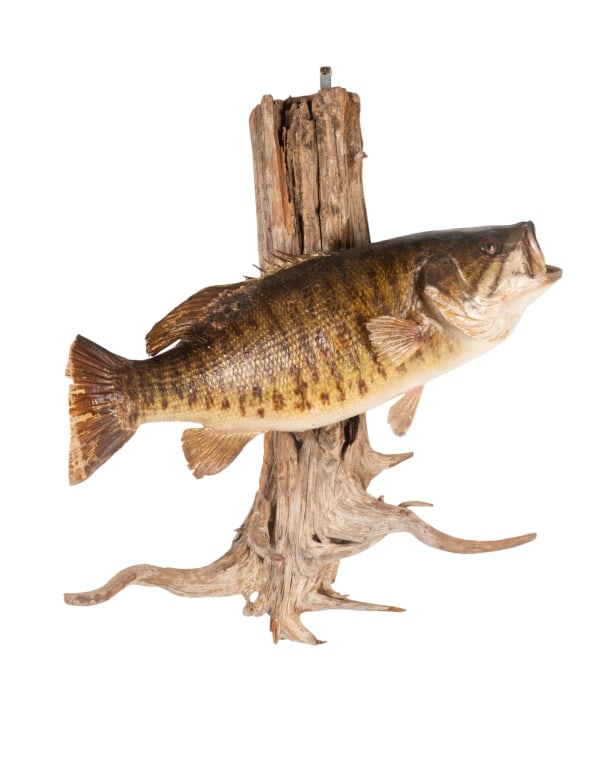 SMALLMOUTH BASS TAXIDERMY ON DRIFTWOOD: Smallmouth Bass taxidermy mounted on driftwood. Approximate dimensions: h. 21", w. 17", d. 10" Disclaimer: Participating bidders must have a credit card on file with LiveAuctioneers in order for their