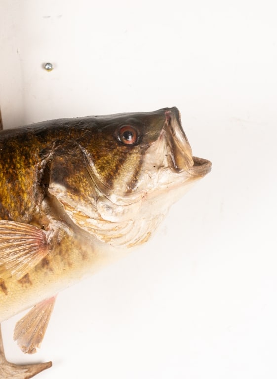 SMALLMOUTH BASS TAXIDERMY ON DRIFTWOOD - 2