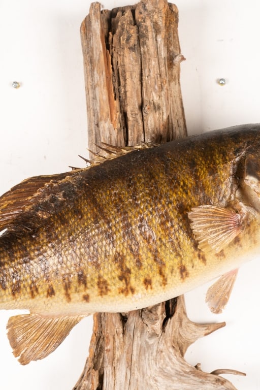 SMALLMOUTH BASS TAXIDERMY ON DRIFTWOOD - 3