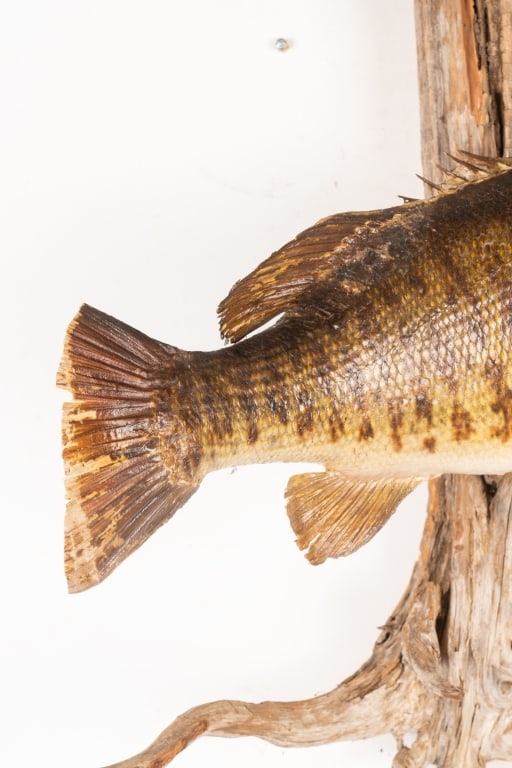 SMALLMOUTH BASS TAXIDERMY ON DRIFTWOOD - 4