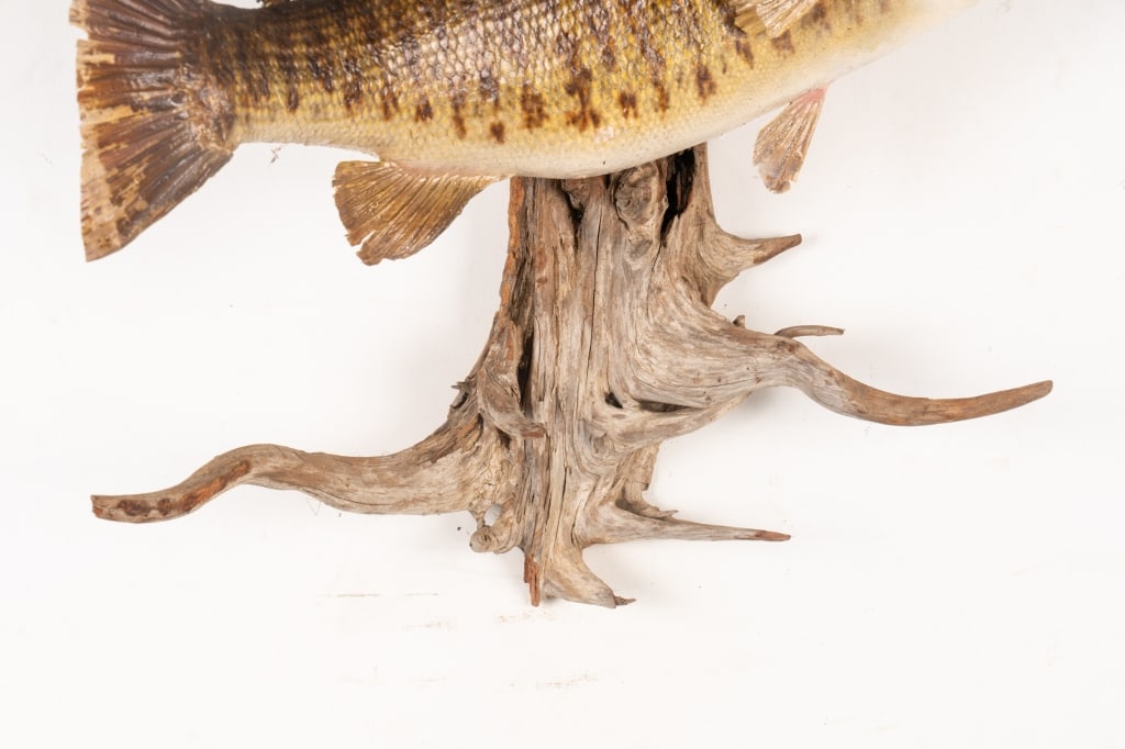 SMALLMOUTH BASS TAXIDERMY ON DRIFTWOOD - 5