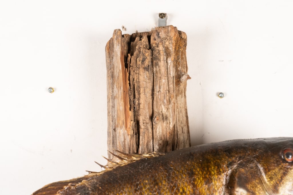 SMALLMOUTH BASS TAXIDERMY ON DRIFTWOOD - 6