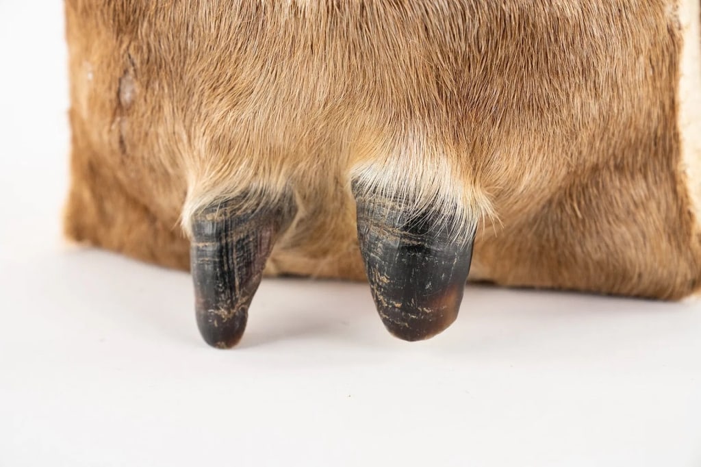 NATIVE AMERICAN DEER HOOF BAG - 5