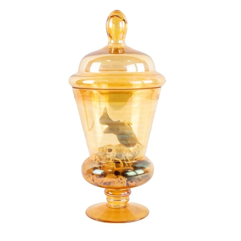 COLLECTION OF TAXIDERMY & AMBER APOTHECARY JAR (1 of 6)