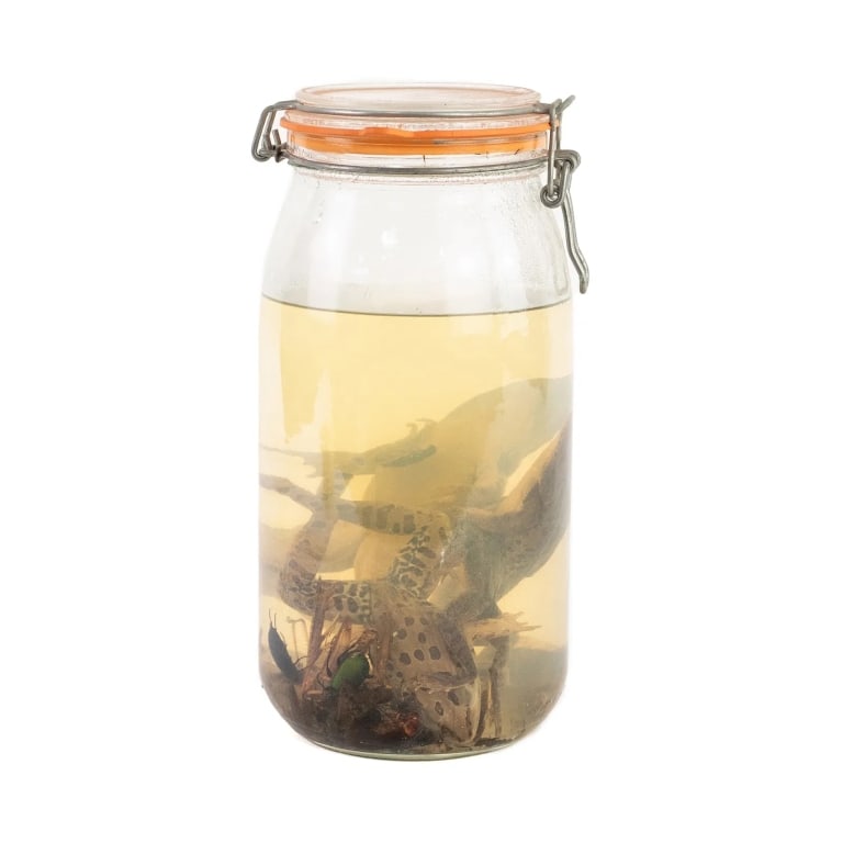 PRESERVED FROG AND BEETLE WET SPECIMENS (1 of 3)