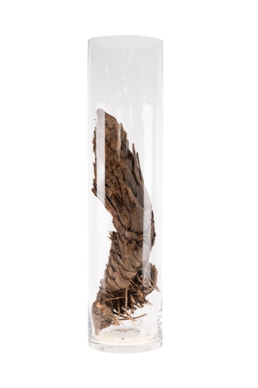 PALM TREE IN HURRICANE VESSEL: Palm tree in hurricane vessel. Approximate dimensions: h. 39.5", dia. 9.5" Disclaimer: Participating bidders must have a credit card on file with LiveAuctioneers in order for their bidding