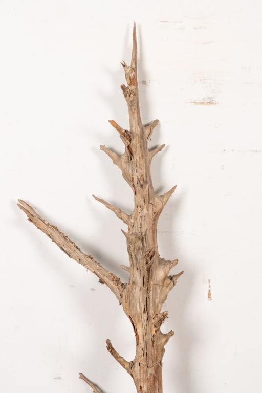 LARGE CEDAR DRIFTWOOD BRANCH - 2