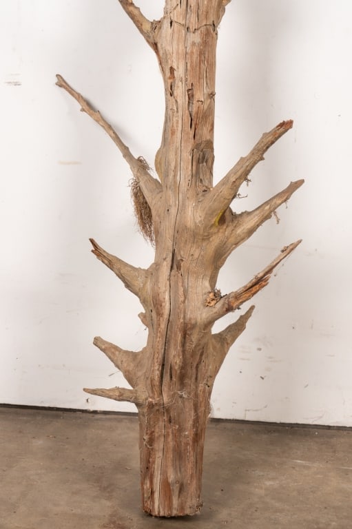 LARGE CEDAR DRIFTWOOD BRANCH - 3