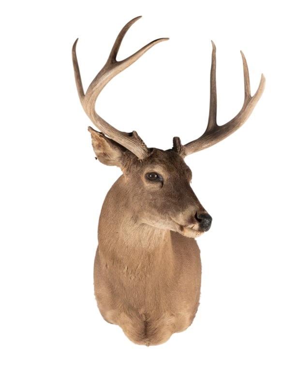 6 POINT BUCK MOUNTED TAXIDERMY (1 of 5)