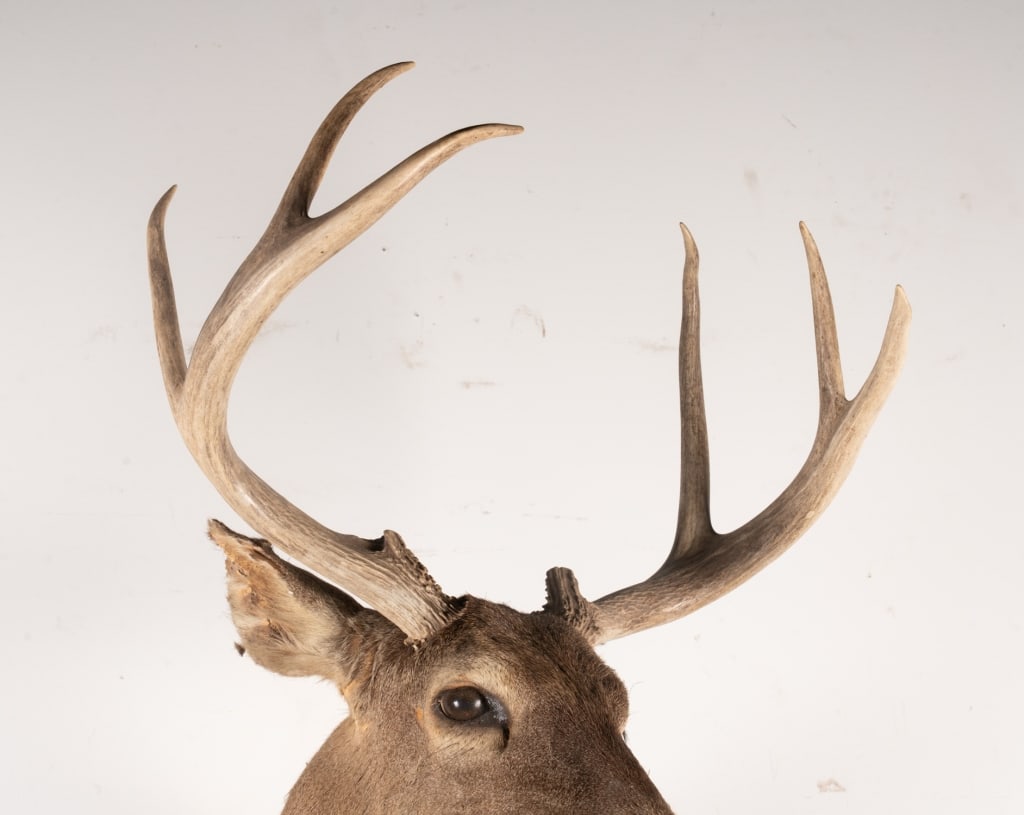 6 POINT BUCK MOUNTED TAXIDERMY - 2