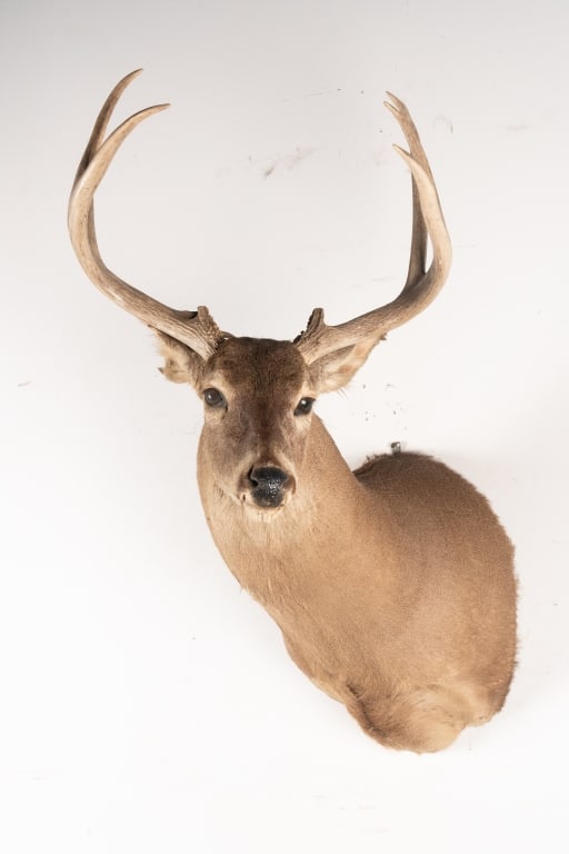 6 POINT BUCK MOUNTED TAXIDERMY - 3
