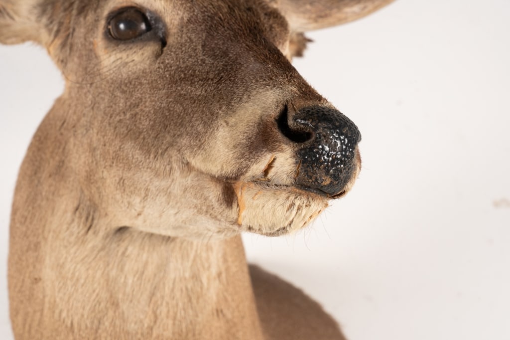 6 POINT BUCK MOUNTED TAXIDERMY - 4