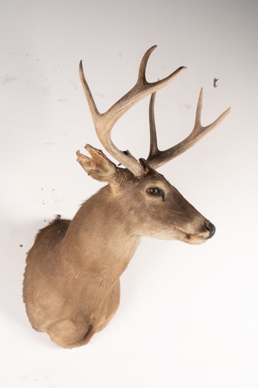 6 POINT BUCK MOUNTED TAXIDERMY - 5