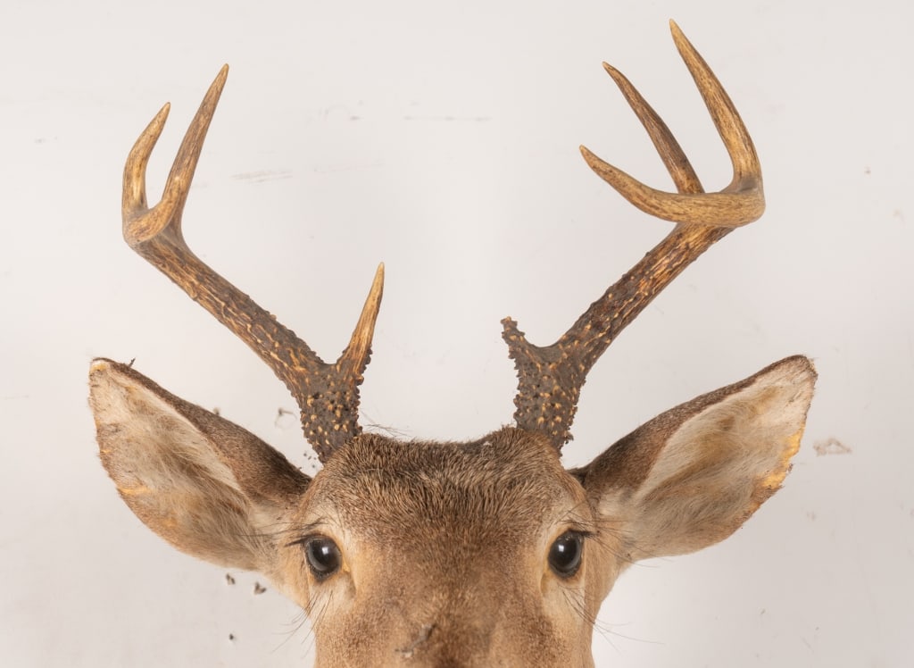 6 POINT BUCK MOUNTED TAXIDERMY - 2