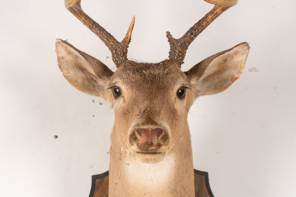 6 POINT BUCK MOUNTED TAXIDERMY - 3
