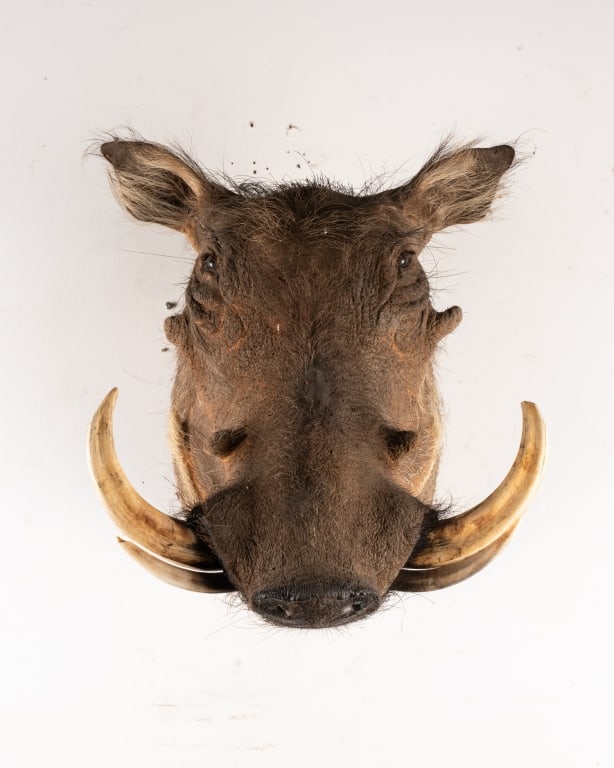 WARTHOG TAXIDERMY MOUNT - 2