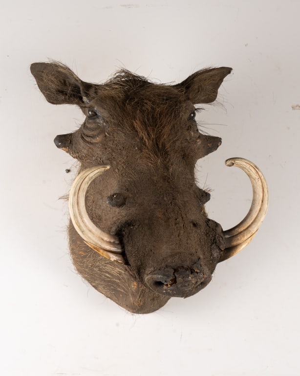 WARTHOG TAXIDERMY MOUNT - 2