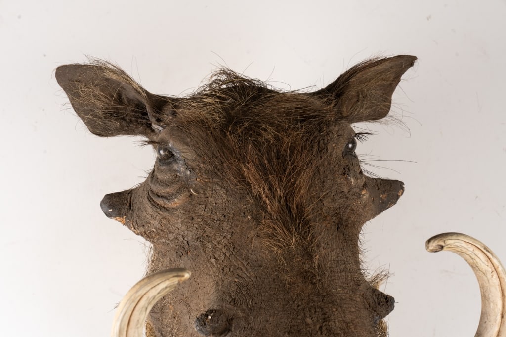 WARTHOG TAXIDERMY MOUNT - 3
