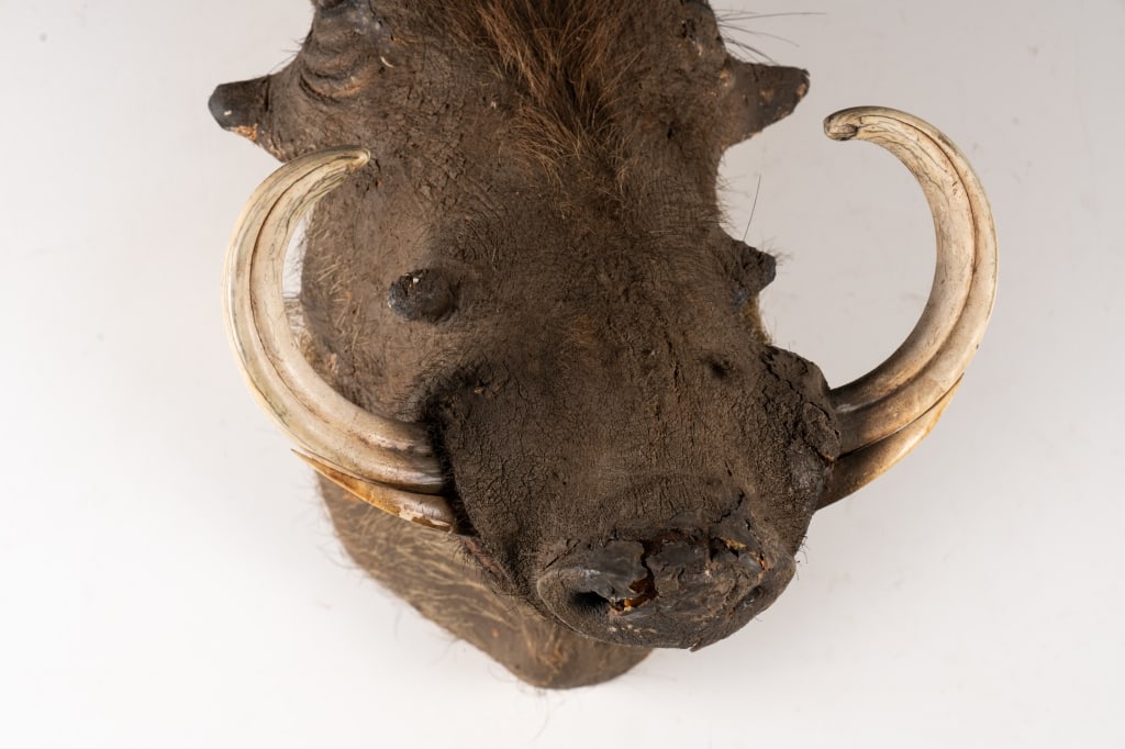 WARTHOG TAXIDERMY MOUNT - 4