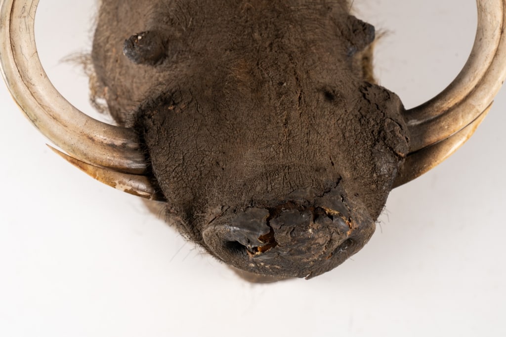 WARTHOG TAXIDERMY MOUNT - 5