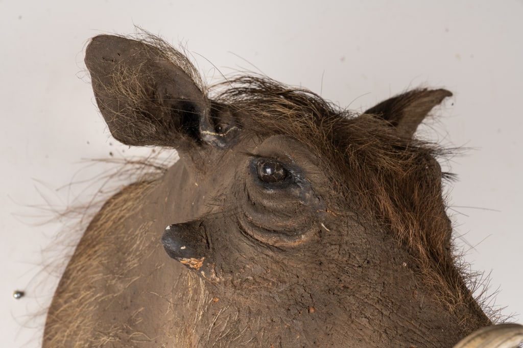 WARTHOG TAXIDERMY MOUNT - 6