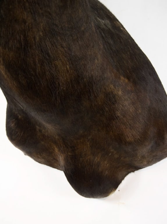 COMMON SABLE TAXIDERMY SHOULDER MOUNT - 10