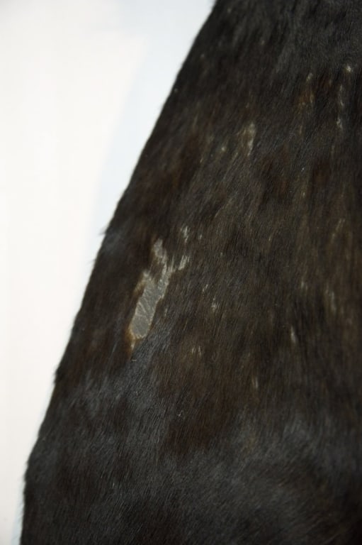 COMMON SABLE TAXIDERMY SHOULDER MOUNT - 12